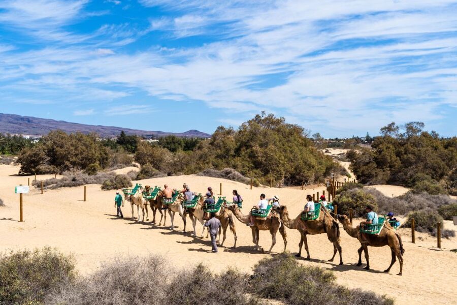 Agadir/Taghazout/Port: Camel Ride Tea & BBQ Option - What the camel ride feels like in practice