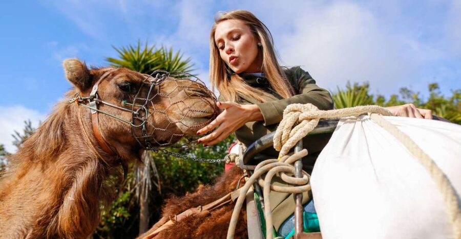 Agadir/Taghazout/Port: Camel Ride Tea & BBQ Option - Mint tea at Camel Tea Place