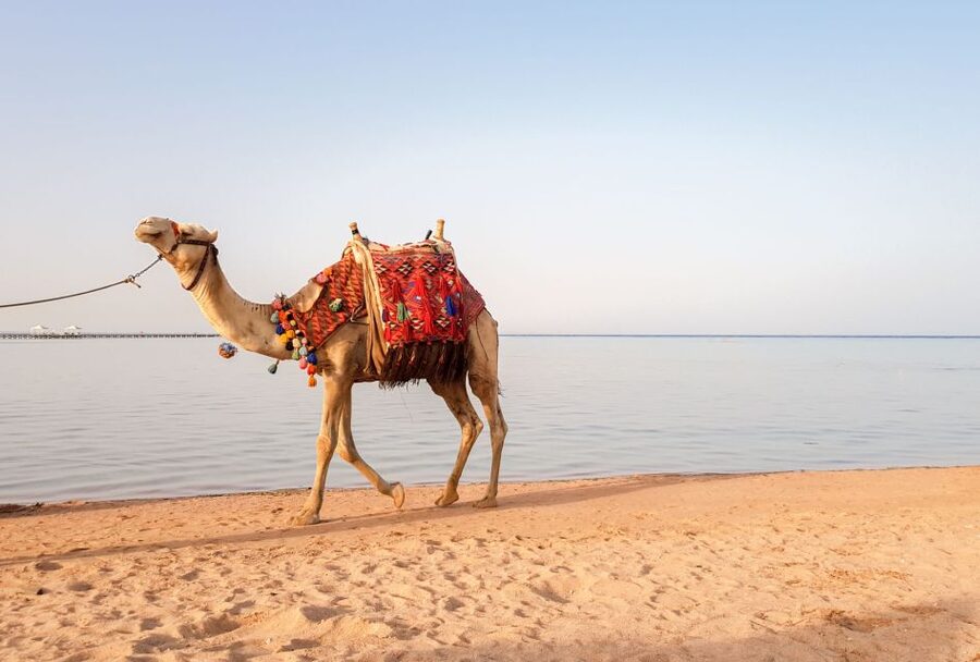 Agadir/Taghazout/Port: Camel Ride Tea & BBQ Option - Who will enjoy this two-hour outing
