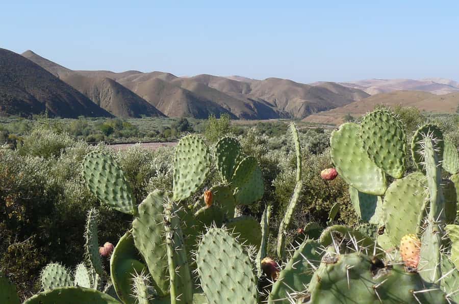 Agadir/Taghazout/Port: Paradise Valley Atlas Mountains Trip - Free time in Paradise Valley