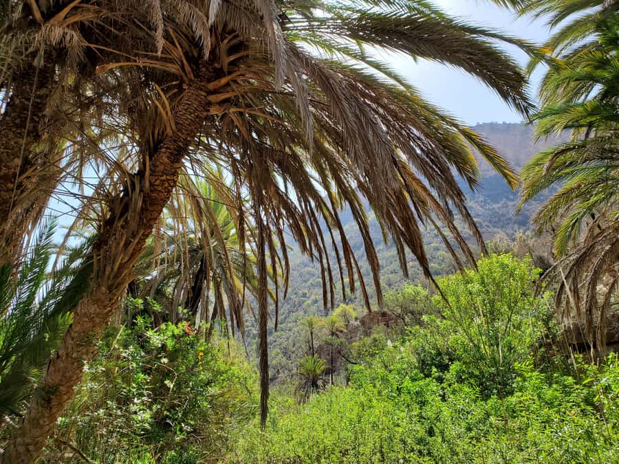 Agadir: Timlaline Desert and Paradise Valley with Camel Ride - Why this Agadir day trip works