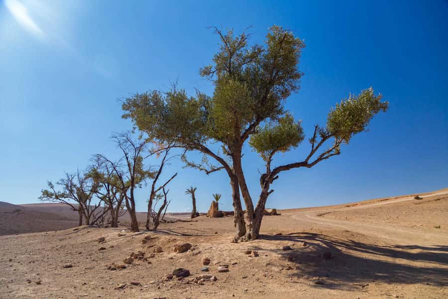 Agafay and atlas: Quad and camel experience - What the $28 price really buys