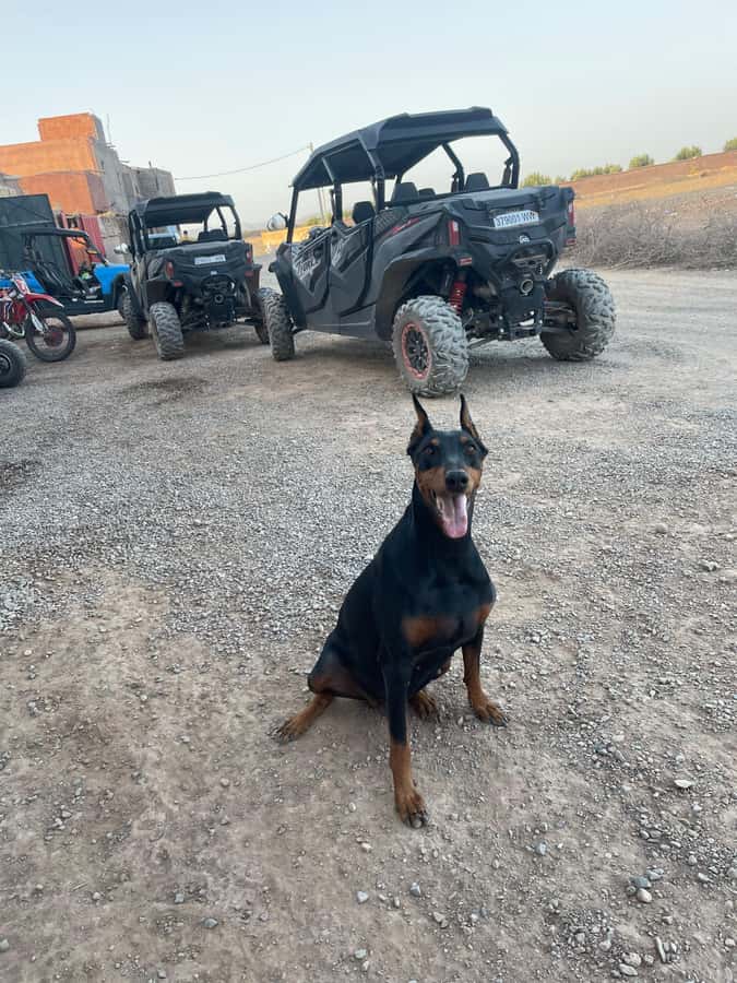 Agafay Desert 4-Seater Buggy Experience | Family & Premium - Tea, Moroccan bread, and a slower desert moment