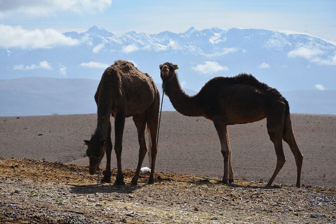 Agafay Desert Adventure: Quads, Camels, and dinner show - Who will enjoy this outing most