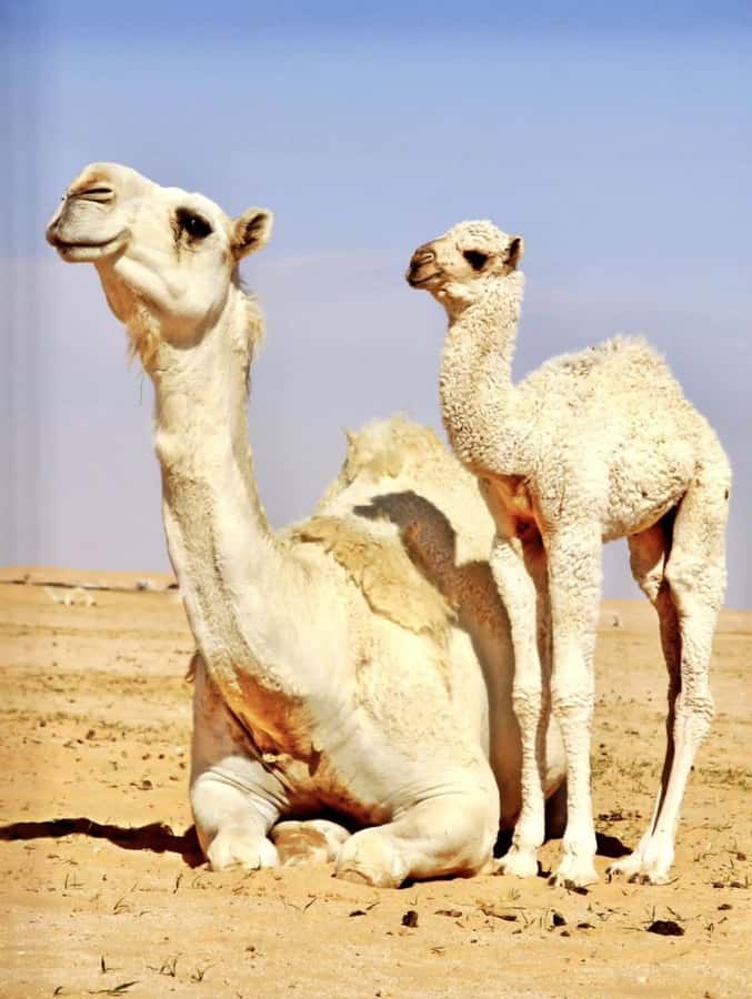 Agafay Desert & Atlas Mountain & Camel Ride Day Trip & Lunch - The one-hour walk to the waterfall