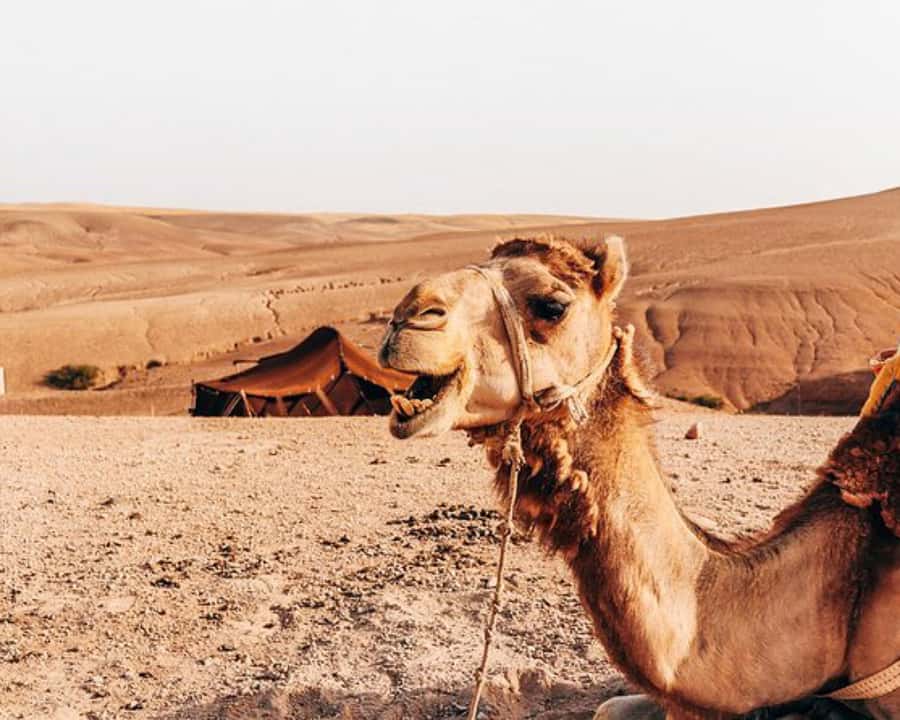 Agafay Desert: Magical Half-Day Lunch with Pool Swim - Is $40 a fair price?