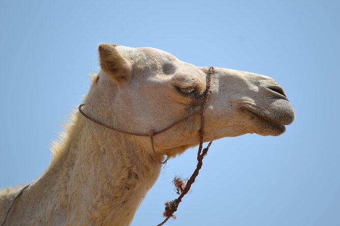 Agafay Desert :Quad or Camel with Lunch and pool or Dinner & Show - Why Agafay works as a short desert escape