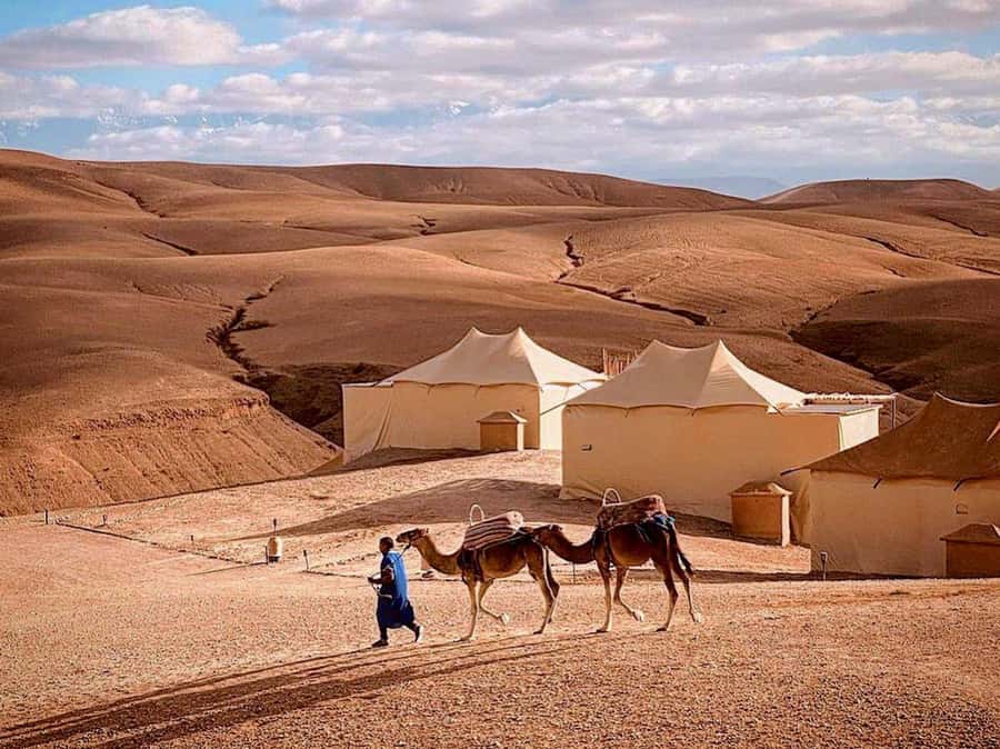Agafay: Half-Day Rocky Desert Quad & Camel Ride with Lunch - Should you book the Agafay quad and camel ride?