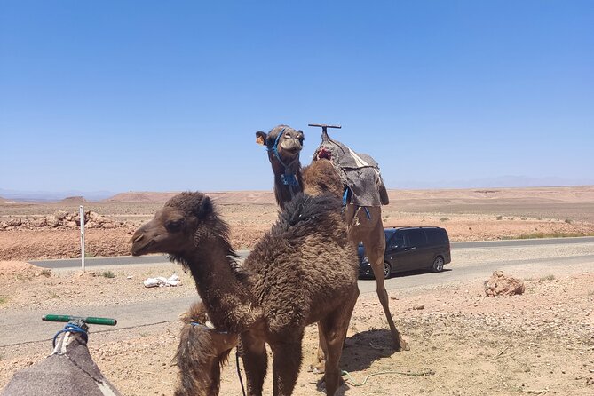 Ait Benhaddou private day trip from Marrakesh - Which kind of visitor will enjoy this day most