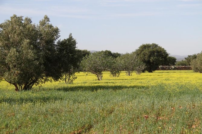 Argan Forest, tea time at a Berbers family & Visit of an Argan cooperative. - A gentle walk with room for questions