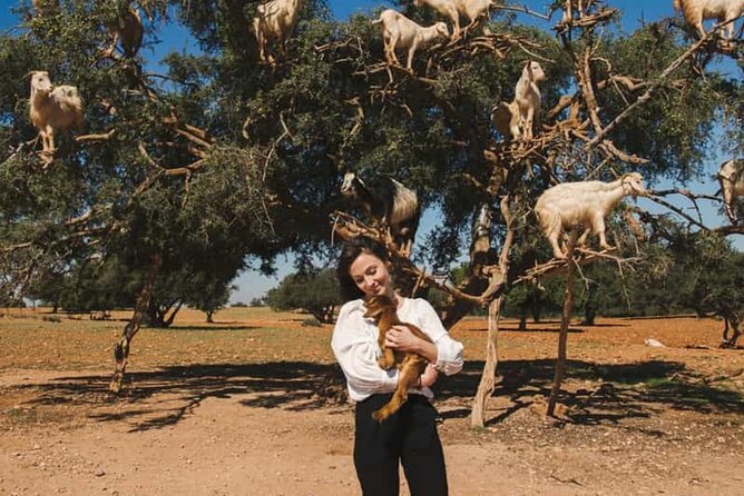 Argan Tree-Climbing Goats Morning Tour From Agadir - Why Agadir’s goats climb argan trees