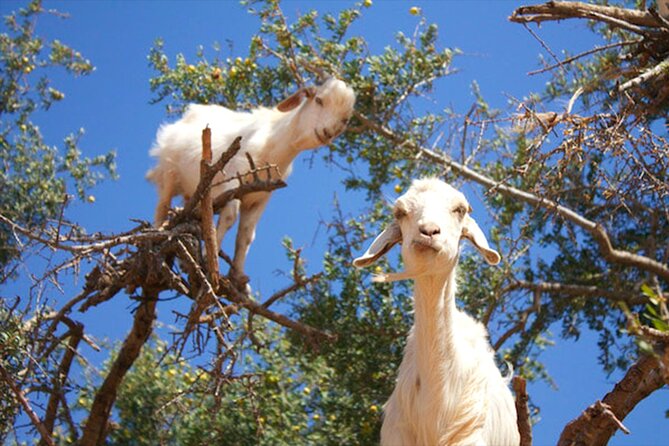 Argan Tree-Climbing Goats Morning Tour From Agadir - Who will enjoy this morning most