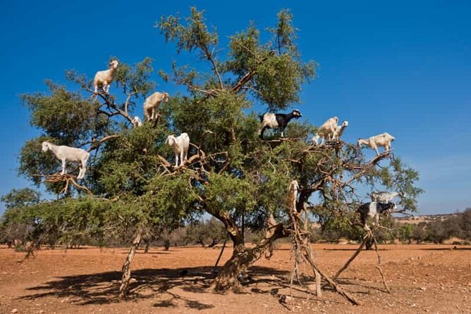 Argan Tree-Climbing Goats Morning Tour From Agadir - Small-group details that affect the experience