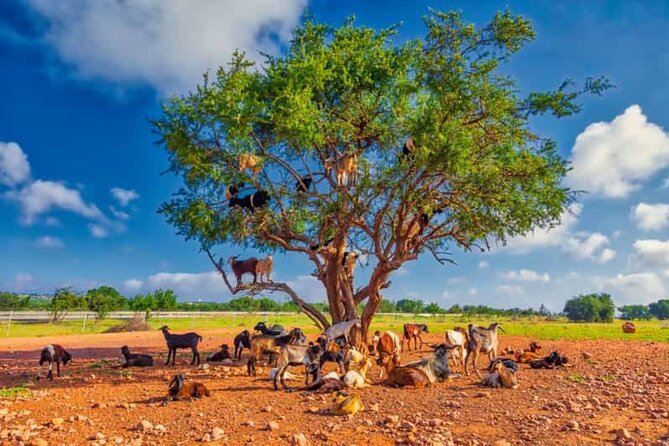 Argan Tree-Climbing Goats Morning Tour From Agadir - Stop one: watching the goats at Tamait Izder
