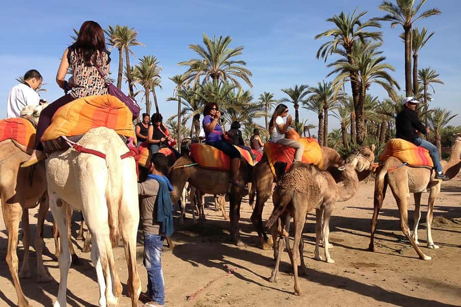 Around Marrakech: Camel Ride in Palm Groves including Tea - What the Palmeraie camel ride is really like