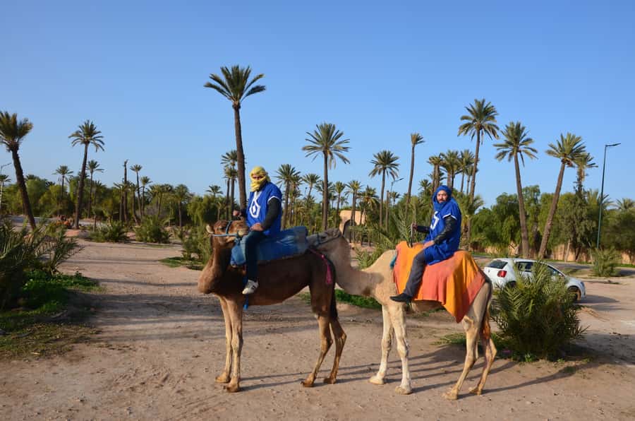 Around Marrakech: Camel Ride in Palm Groves including Tea - One hour on a camel, with village paths and palm views