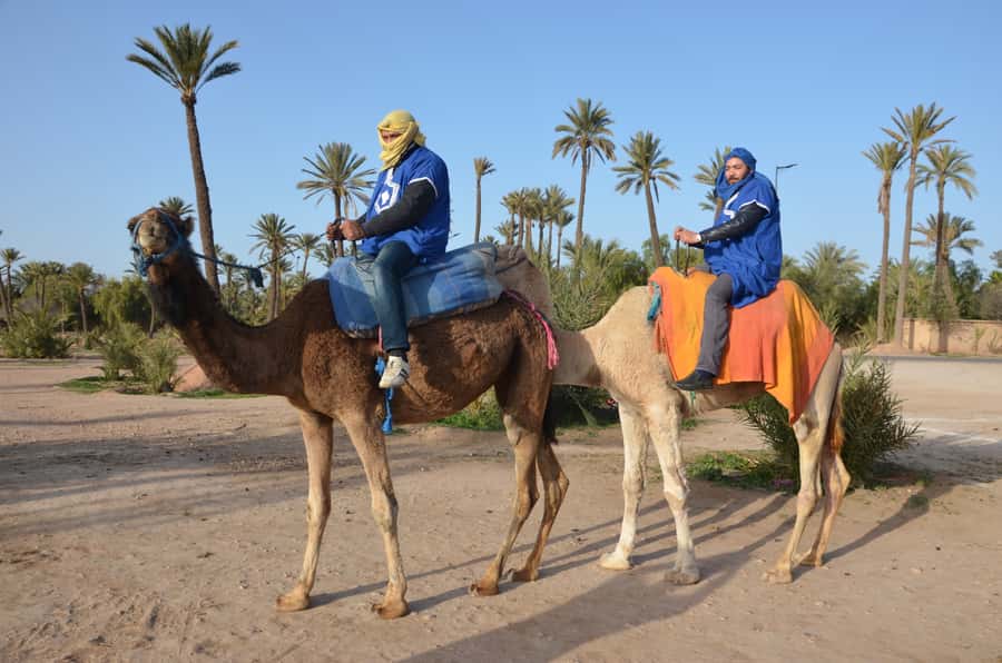 Around Marrakech: Camel Ride in Palm Groves including Tea - Why the tea break matters