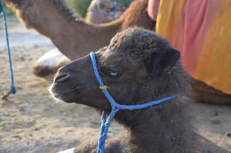 Around Marrakech: Camel Ride in Palm Groves including Tea - How tiring is the camel ride?