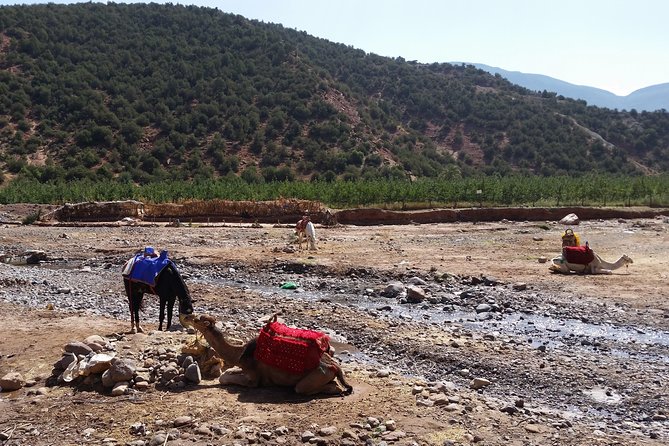 Atlas Mountains and Camel Ride Day Trip From Marrakech - What the $24.68 price includes