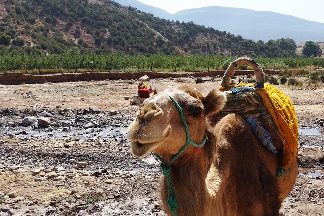 Atlas Mountains and Camel Ride Day Trip From Marrakech - How the guide affects the experience