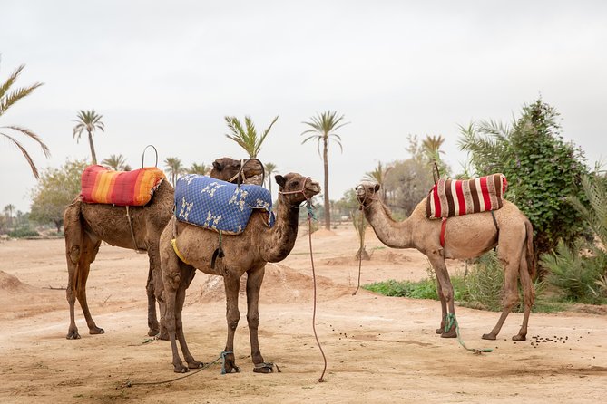 Atlas Mountains Hot Air Balloon Ride from Marrakech with Berber Breakfast and Desert Camel Experience - Breakfast in a Berber tent