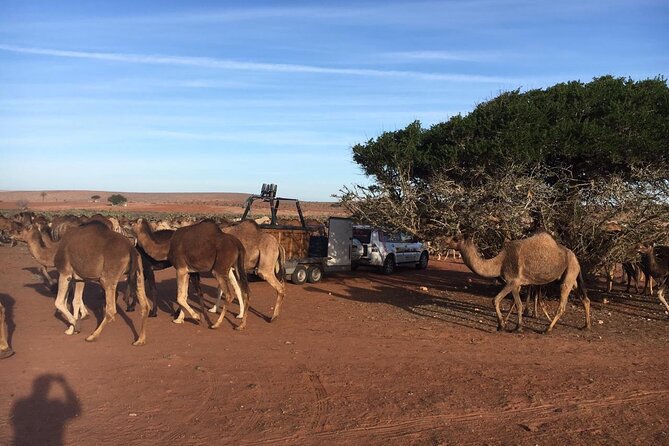 Balloon Flight with Berber Breakfast - Key points to know before booking