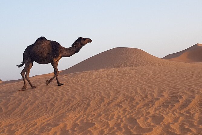 Berber Experience Atlas and Sahara - Tamegroute’s pottery and underground kasbah
