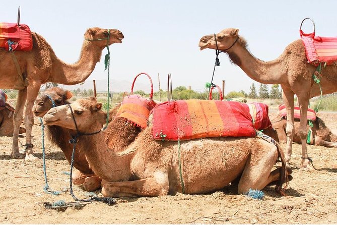 Berber Villages 3 Valleys & Camel ride Atlas Mountains Day Trip - Why this day trip works so well from Marrakech