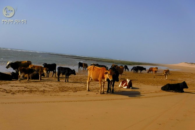 Big dunes and atlantic coast tour 2 HOURS - Booking details that can save trouble