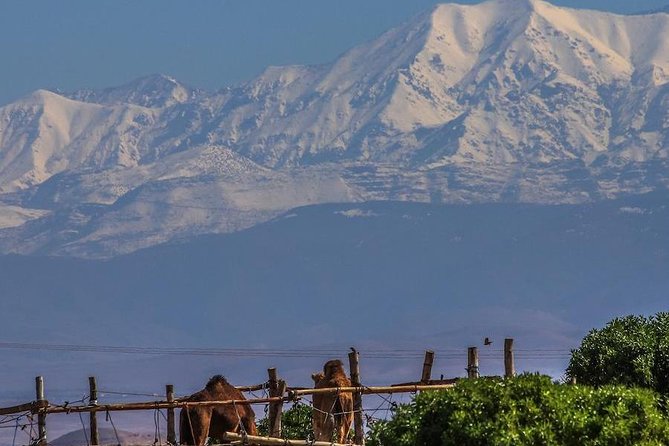 Camel ride and magical dinner in Agafay desert - Fire dancing, stars, and the limits of a desert evening