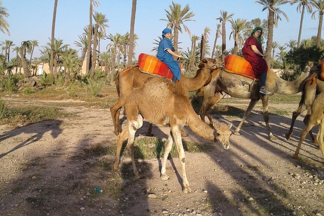 Camel ride at sunset in Marrakech palm grove - Mounting a dromedary for the first time