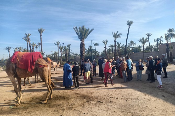 Camel ride at sunset in Marrakech palm grove - The Berber tea visit