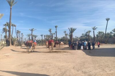 Camel ride at sunset in Marrakech palm grove