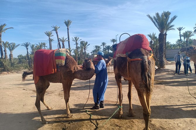 Camel ride at sunset in Marrakech palm grove - Is $23.23 a fair price?