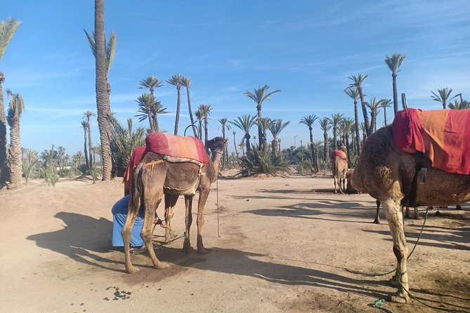 Camel ride at sunset in Marrakech palm grove - Who will enjoy this camel ride?