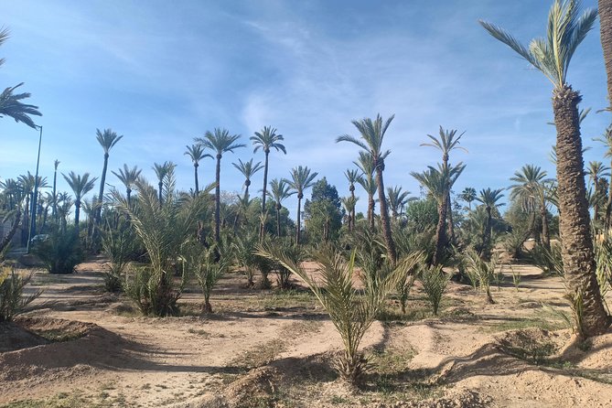 Camel ride at sunset in Marrakech palm grove - Timing, weather, and cancellation details