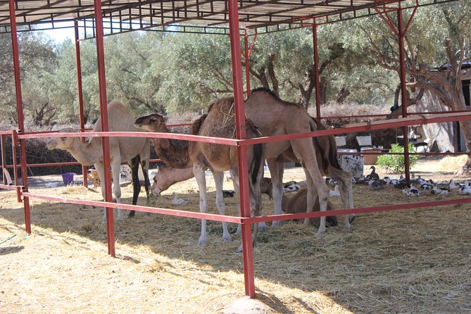 Camel Ride in the Palmeraie of Marrakech - Traditional clothing for sun and photographs