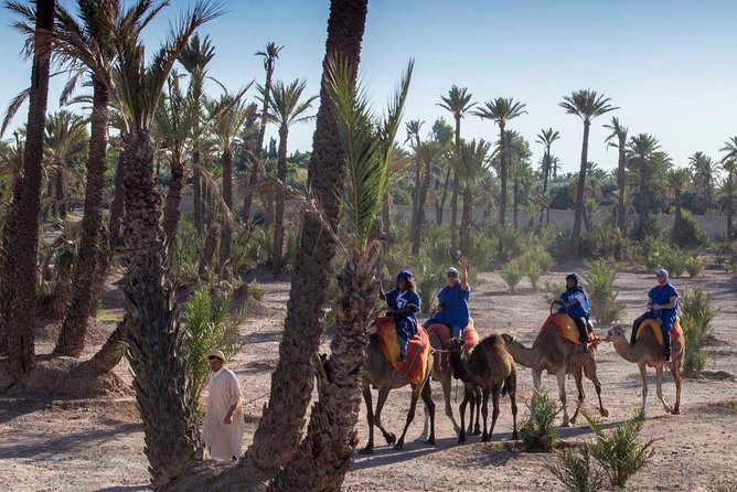 Camel Ride in the Palmeraie of Marrakech - Mint tea in a nomadic tent