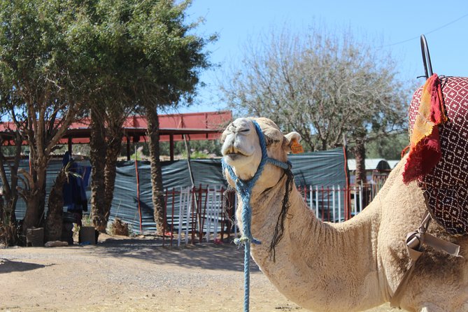 Camel Ride in the Palmeraie of Marrakech - Why the small group matters