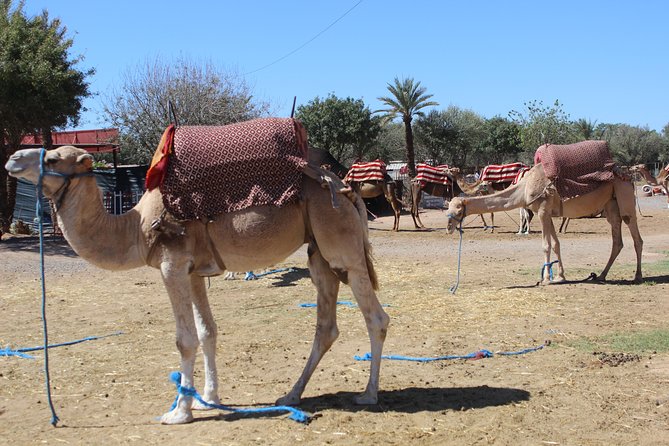 Camel Ride in the Palmeraie of Marrakech - What the $29.07 price gets you