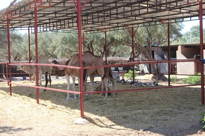 Camel Ride in the Palmeraie of Marrakech - Who will enjoy this most