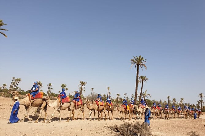 Camel ride Marrakech - Climbing onto the camel