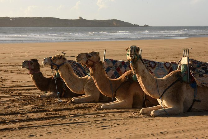 Camel Ride on the Beach of Essaouria - Through Eucalyptus, Mimosa, and Sandy Forest Paths