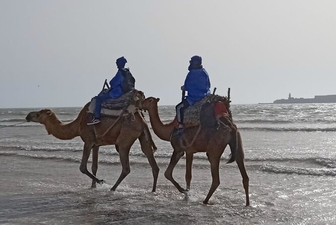 Camel ride or quad bike ride.. pick up, drop off. including - Pickup at Ocean Vagabond