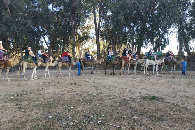 Camel ride + sunset + BBQ dinner in Agadir - A camel ride on Agadir’s edge