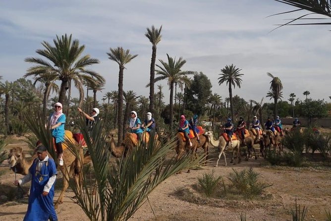 Camel riding in marrakech - From Marrakech streets to the palm grove