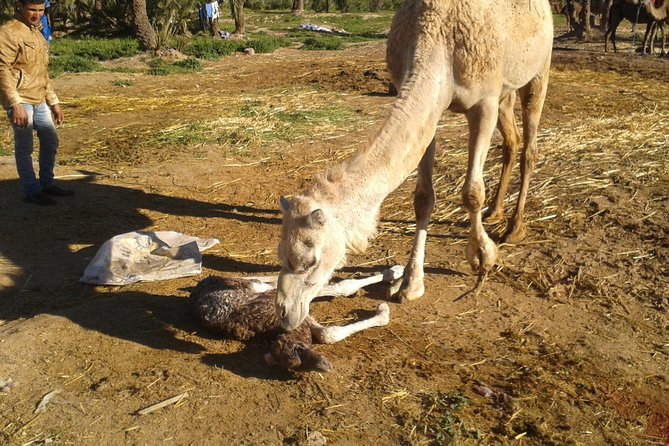 Camel riding in marrakech - Moroccan mint tea after the camels