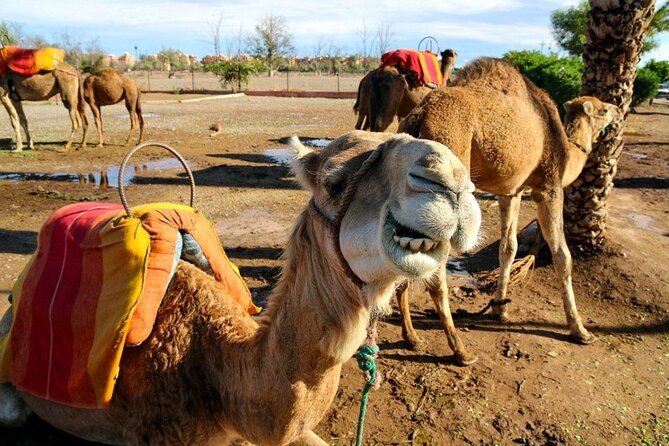 Casablanca 1-Day Layover Private Tour and Authentic Moroccan Bath - The Old Medina is short but useful