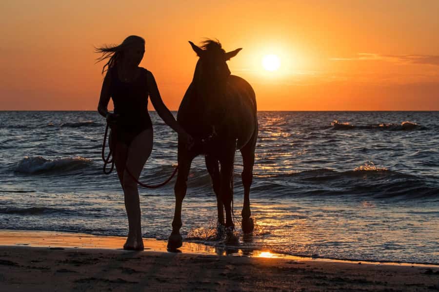 Casablanca: Beach Horseback Riding with Hotel Transfers - One Hour Beside the Waves
