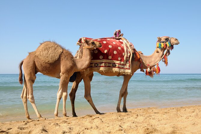 Casablanca to Tangier Day Trip By High-Speed Train and Camel Ride - The Caves of Hercules and Achakar Beach